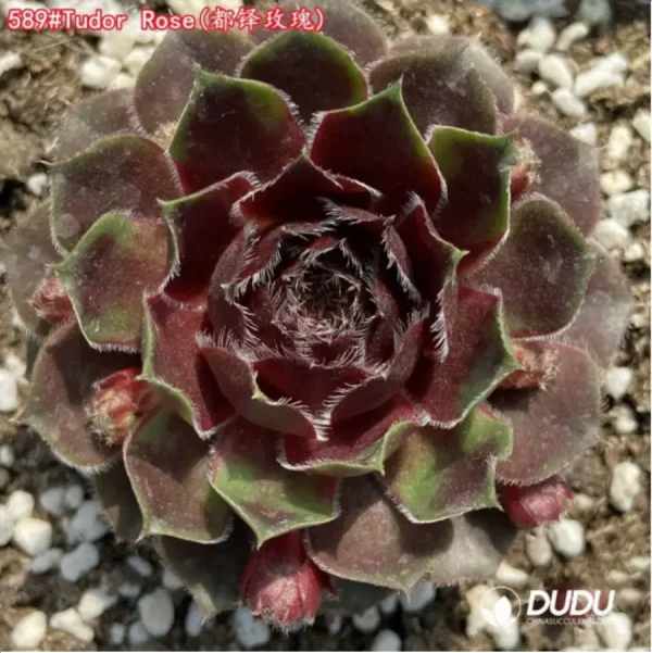 1756125394-1-1412.webp Sempervivum Tudor Rose - Image 1