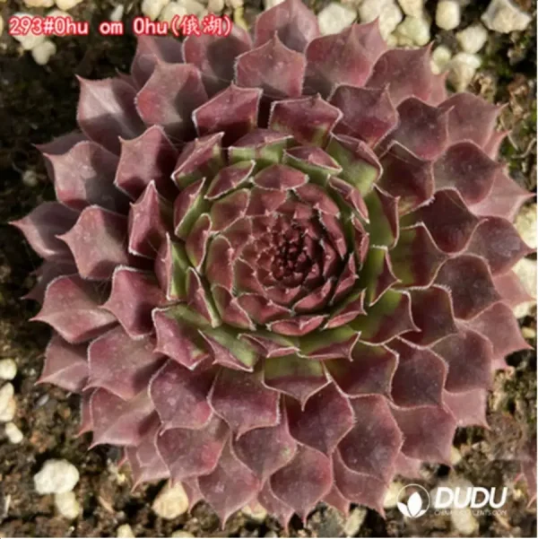 1756125397-1-1232.webp Sempervivum Ohu om Ohu - Image 1