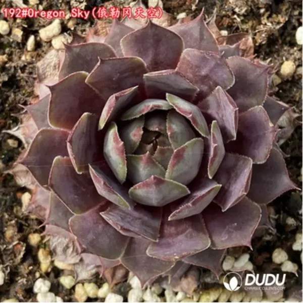 1756125400-1-1280.webp Sempervivum Oregon Sky - Image 1