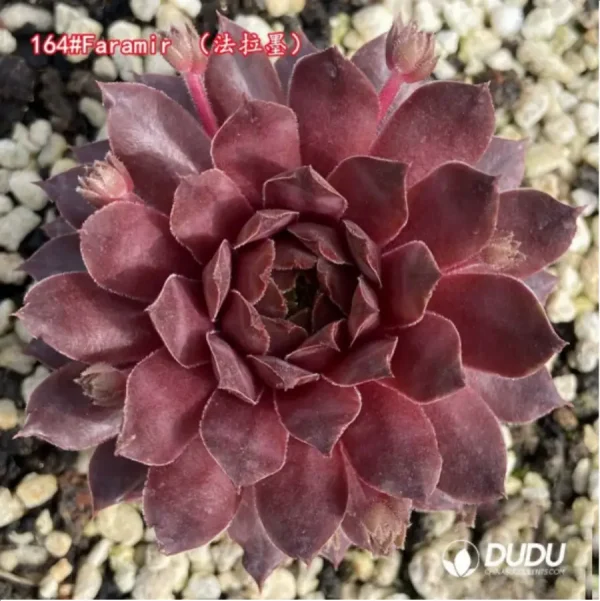 1756125403-1-1302.webp Sempervivum Faramir - Image 1