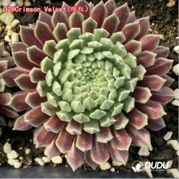 1756125404-1-1287.webp Sempervivum Crimson Velvet - Image 1