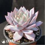 Echeveria 'Blue bird' - Single, 110