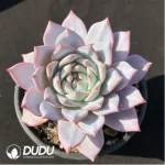 Echeveria 'Blue bird' - Single, 110 - Image 2