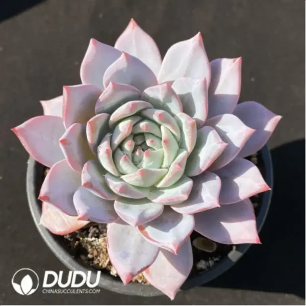 Echeveria 'Blue bird' - Single, 110 - Image 2
