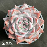 Echeveria 'Blue bird'