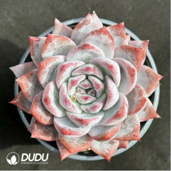 1756125444-1-2345.webp Echeveria 'Blue bird' - Image 1