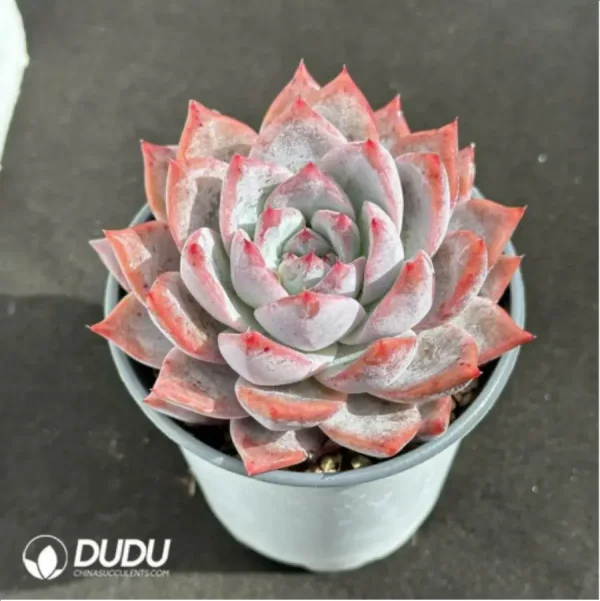1756125445-2-1510.webp Echeveria 'Blue bird' - Image 2