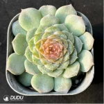 Echeveria Ice Soul Sugar