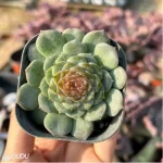 Echeveria Ice Soul Sugar - Image 2