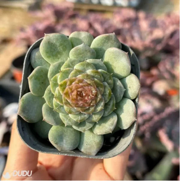 Echeveria Ice Soul Sugar - Image 2
