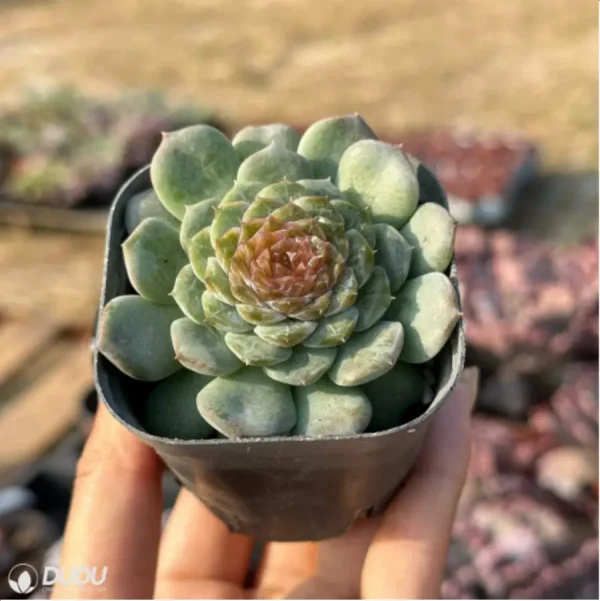 Echeveria Ice Soul Sugar - Image 3