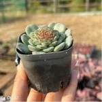 Echeveria Ice Soul Sugar - Image 4