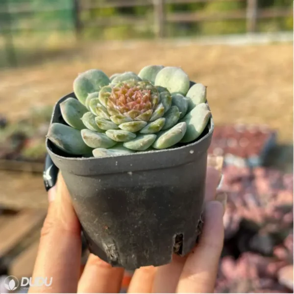 Echeveria Ice Soul Sugar - Image 4