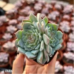 Echeveria Ice Soul Sugar Double