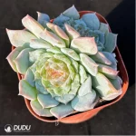 Echeveria Ice Soul Sugar Double - Image 2