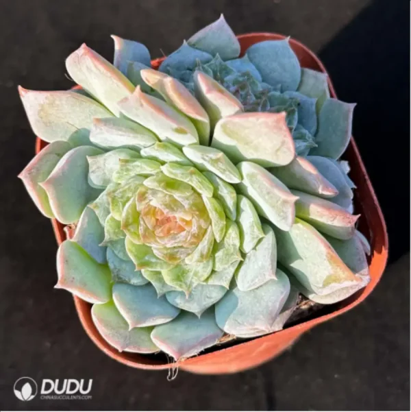 Echeveria Ice Soul Sugar Double - Image 2