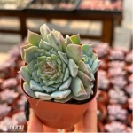 Echeveria Ice Soul Sugar Double - Image 3