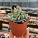 Echeveria Ice Soul Sugar Double - Image 4