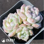 Echeveria Sugar Heart Clustering