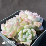 Echeveria Sugar Heart Clustering - Image 2