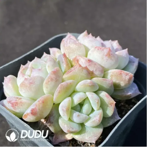 Echeveria Sugar Heart Clustering - Image 2