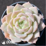 Echeveria Sugar Heart