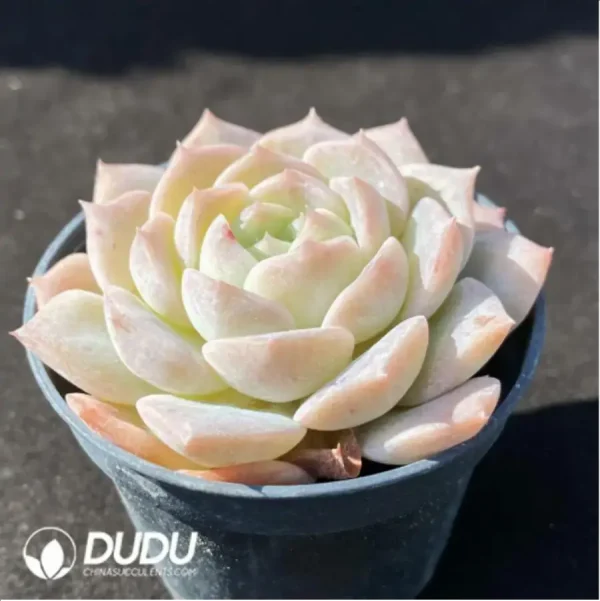 Echeveria Sugar Heart - Image 2