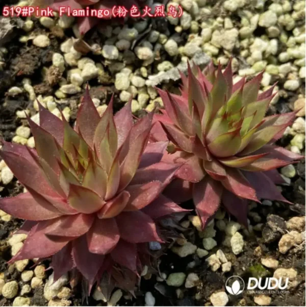 Sempervivum Pink Flamingo - Image 1