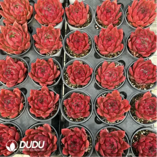 Echeveria Frank - Image 1