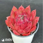 Echeveria Frank - Image 3