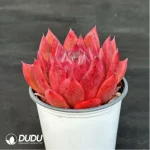 Echeveria Frank - Image 4