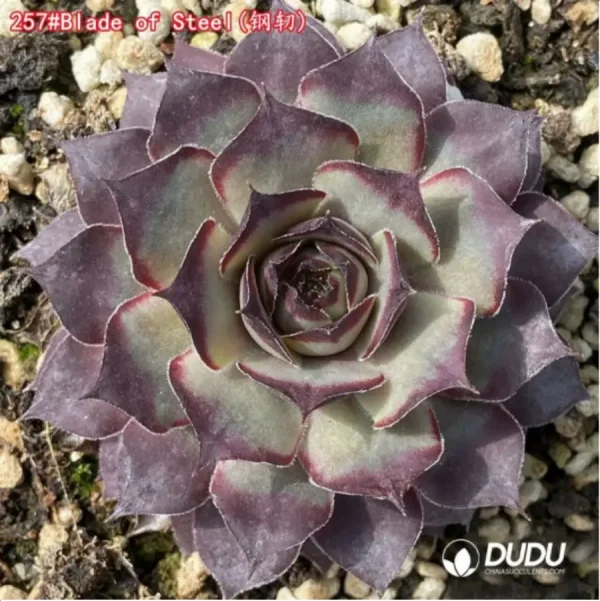 1756125499-1-1257.webp Sempervivum Blade of Steel - Image 1