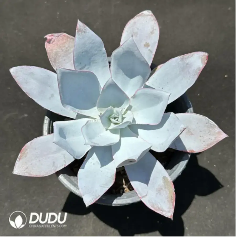 1756125512-1-2201.webp Echeveria Cante - Image 1