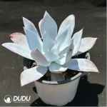 Echeveria Cante - Image 2