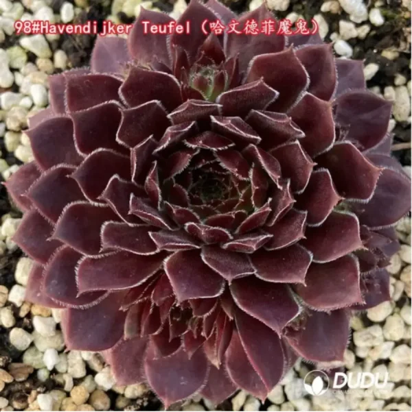 1756125524-1-1349.webp Sempervivum Havendijker Teufel - Image 1