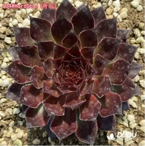 1756125527-1-1401.webp Sempervivum Hordubal - Image 1