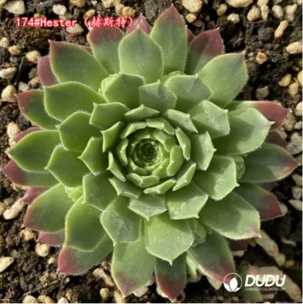 1756125530-1-1296.webp Sempervivum Hester - Image 1
