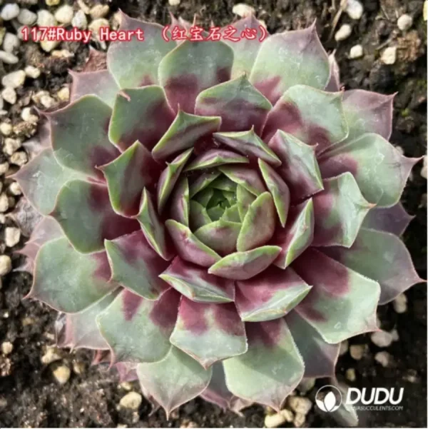 Sempervivum Ruby Heart - Image 1