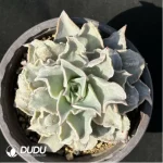 Echeveria Madiba - Single, 100