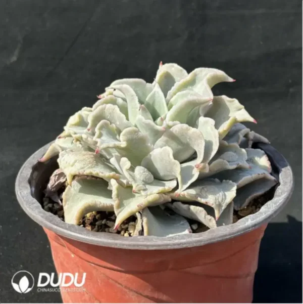 Echeveria Madiba - Single, 100 - Image 2