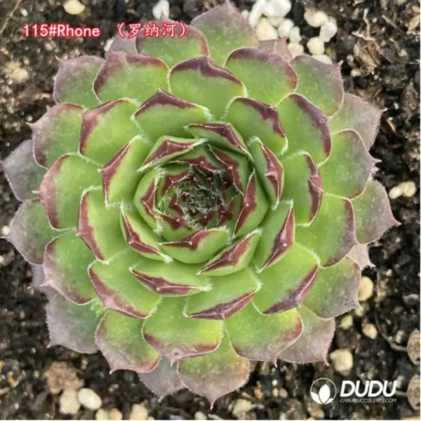 1756125548-1-1327.webp Sempervivum Rhone - Image 1
