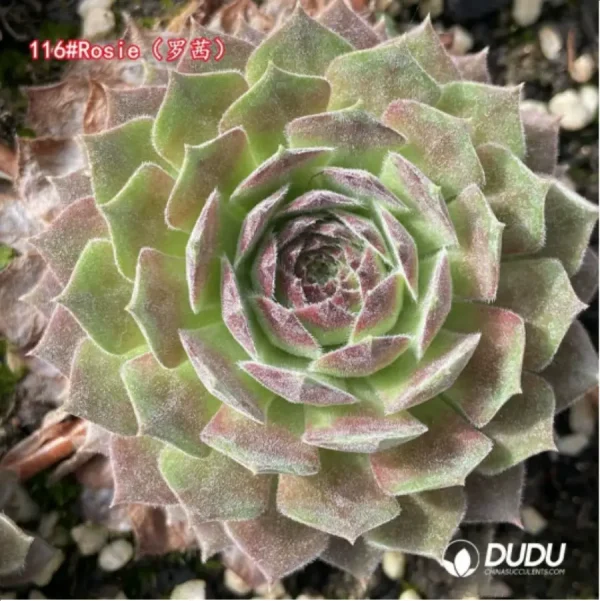 1756125550-1-1325.webp Sempervivum Rosie - Image 1