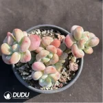 Echeveria Miul Clustering