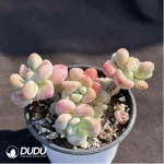 Echeveria Miul Clustering - Image 2