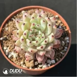 Echeveria cuspidata var. zaragozae - Single, 90