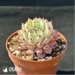 Echeveria cuspidata var. zaragozae - Single, 90 - Image 2