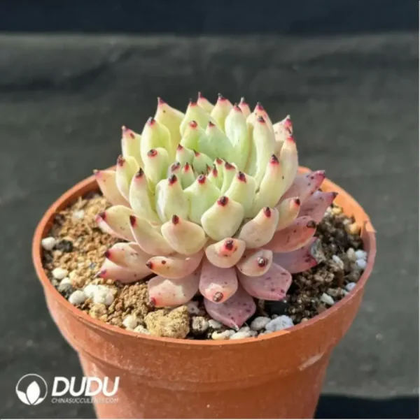 Echeveria cuspidata var. zaragozae - Single, 90 - Image 2