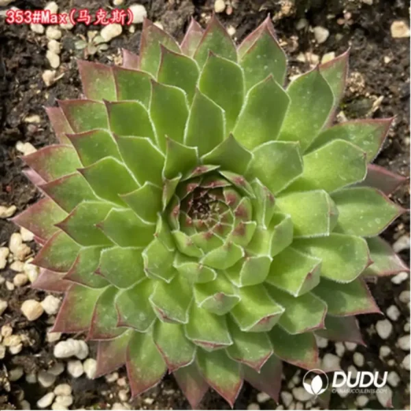 1756125573-1-1533.webp Sempervivum Max - Image 1