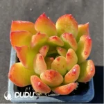 Echeveria Dream Jean - Single, 60