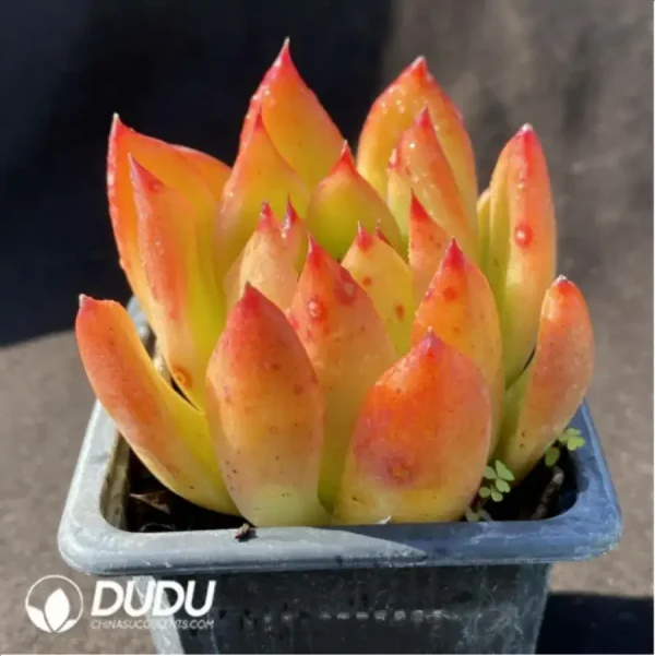 Echeveria Dream Jean - Single, 60 - Image 2